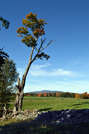 Mt. Monadnock - Witt Hill Rd - Tree and Mountain - Vertical - Fall